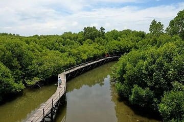 wisata mangrove banyuwangi